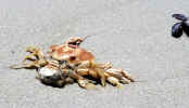 beachcrab.jpg (18006 bytes)