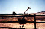 ostrich.jpg (15096 bytes)