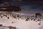 penguins.jpg (31657 bytes)