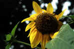 sunflower.jpg (18228 bytes)