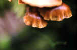 mushroom umbrella