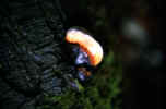 bark mushroom