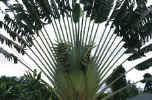 fanpalm.jpg (78691 bytes)