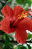 hibiscus.jpg (48102 bytes)