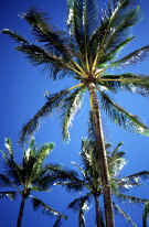 palmtree.jpg (68441 bytes)