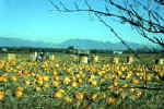 pumkin_pickin.jpg (74388 bytes)