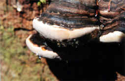 Mushroom Sap