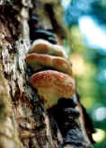 tree mushroom