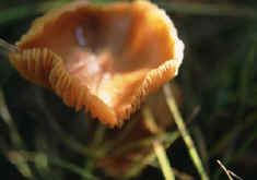 mushroom