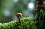 tree moss