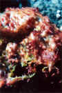 Seaweed-texture.jpg (35220 bytes)