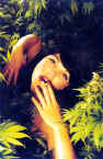 Jungle Jane Glam 